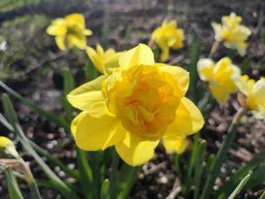 Beautiful blooming narcissus flower on sunny spring day. Varietal flower of narcissus variety Dick Wilden. Many yellow petals collected in inflorescence on green stem with leaves growing in flower bed