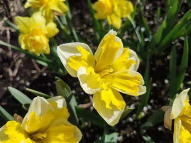 Güneşli bahar gününde çiçek açan narsis çiçeği. Narcissus çeşitliliğinde çeşitli muz serpintisi. Yeşil saplı ve yapraklı mantarlı beyaz yapraklar üzerine sarı yapraklar.