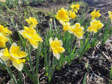 Çiçek açan nergis çiçekleri yeşil saplı sarı ve beyaz taç yaprakları güneşli bahar günlerinde bahçede açar ve büyür. Çiçeklerin seçilmesi ve üremesi. Tarım ve bahçıvanlık