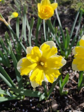 Güneşli bahar gününde çiçek açan narsis çiçeği. Narcissus çeşitliliğinde çeşitli muz serpintisi. Yeşil saplı ve yapraklı mantarlı beyaz yapraklar üzerine sarı yapraklar.