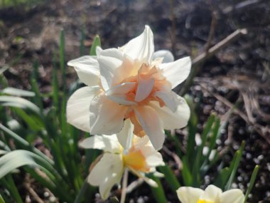 Narcissus türü Replete 'ların çiçek açan çiçekleri. Güzel nergis çiçekleri, beyaz ve pembe taç yapraklarıyla güneşli bir bahar gününde yeşil bir kökün üzerinde büyüyen bir çiçek.