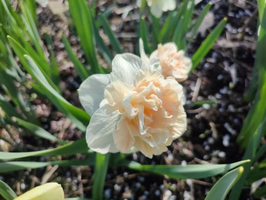 Narsislerin güzel çiçekleri çiçek süprizi. Yeşil saplı beyaz ve pembe yapraklı nergisler ve güneşli bir bahar sabahı kara toprakta büyüyen yapraklar. Seçim üretimi