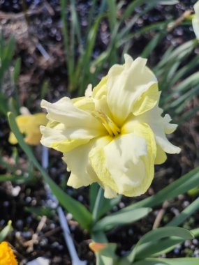 Güneşli bahar gününde çiçek açan narsis çiçeği. Narsisli çeşitli Sunny Side Up çiçekleri. Sarı yapraklar üzerinde sarı yapraklar. Yeşil saplı ve yapraklı ergenler.