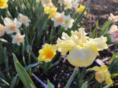 Çiçek açan sarı nergis çeşidi. Güneşli bir bahar sabahı toprağın altında yetişen bulanık narsislerin yapraklarının üzerindeki sabah çiğ damlalarıyla birlikte.