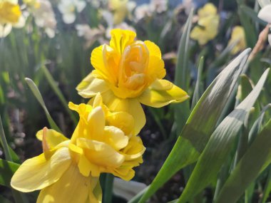 Çiçek açan güzel nergis çiçekleri. Bahçe bahçesinde sarı taç yaprakları ve yeşil yapraklarla açan narsis çiçeği. Güneşli bahar gününde. Çiçek seçimi. Tarım çiftçiliği.
