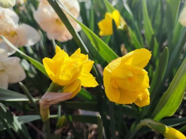 Çiçek açan nergis çiçeğinin yakın çekimi. Çiçek açan nergis çiçeği, yeşil sapta sarı yapraklar ve güneşli bahar günlerinde yapraklar yetişiyor. Seçici üreme çiçeği
