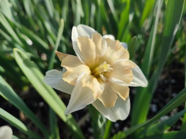 Çiçek çeşitliliği narsisleri yakın plan. Çiçek açan nergis, beyaz turuncu taç yapraklarıyla dolgunluk, yeşil saplı mantarlar, güneşli bahar günlerinde kara toprakta yetişen yapraklar.