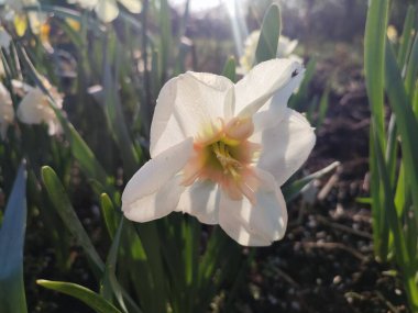 Çiçek açan nergis çiçeğinin yakın çekimi. Parlak narsisli çiçek, beyaz turuncu taç yapraklı, yeşil yapraklı ve güneşli bir bahar sabahı büyüyen. Parlayan güneş ışınları