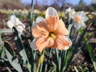 Narcissus Split Crown Electrus. Çiçek açan nergis çiçeği, yeşil saplı beyaz pembe taç yapraklarıyla güneşli bahar gününde kara toprakta büyüyor. Çiçeklerin seçilmesi. Tarım çiftçiliği.