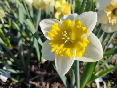 Çiçek açan narsislerin yakın çekimi. Çiçek açan narsisli beyaz sarı yapraklı kabartma tomurcuklu yeşil saplı mantarlı ve güneşli bahar gününde yaprakları büyüyen dikey.