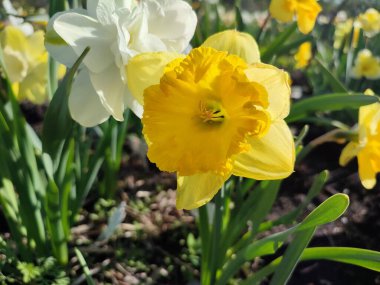 Narcissus 'un güzel çiçek açan çeşitli mercan tacı. Çiçek açan nergis çiçekleri, sarı yapraklarla dolgunluk, yeşil saplı mantarlar, güneşli bahar günlerinde toprakta büyüyen yapraklar.