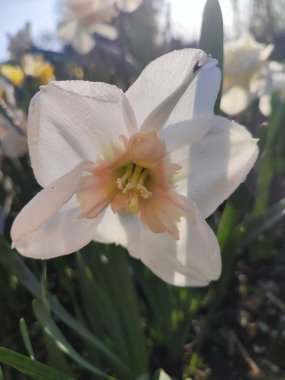 Çiçek açan nergis çiçeğinin yakın çekimi. Parlak narsisli çiçek, beyaz turuncu taç yapraklı, yeşil yapraklı ve güneşli bir bahar sabahı büyüyen. Parlayan güneş ışınları