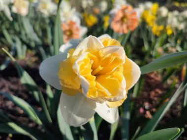 Çiçek açan nergis çiçeği çeşidi sarı yapraklı yeşil yapraklı sarı inciler narsis çiçeklerinin arka planında yapraklar ve güneşli baharda bahçedeki çayırlarda yetişen