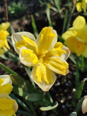Güneşli bahar gününde çiçek açan narsis çiçeği. Narcissus çeşitliliğinde çeşitli muz serpintisi. Yeşil saplı ve yapraklı mantarlı beyaz yapraklar üzerine sarı yapraklar.