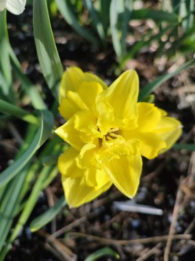 Sarı küçük nergis. Çiçek açan nergis çiçekleri, sarı yapraklar ve güneşli bir bahar sabahı kara toprakta yetişen yeşil yapraklar. Çiçekli yatak. Seçim çeşitliliği çiçekleri.