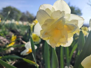 Çiçek açan nergis çiçeği çeşidi sarı yapraklı yeşil yapraklı sarı inciler narsis çiçeklerinin arka planında yapraklar ve güneşli baharda bahçedeki çayırlarda yetişen