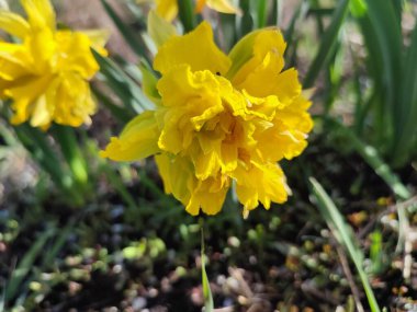 Çiçeklenen nergis çiçeğinin güzel çiçek açması. Çiçek açan nergis çiçeği. Güneşli bahar günlerinde yeşil sapta sarı yapraklar yetişiyor. Seçici üreme çiçeği