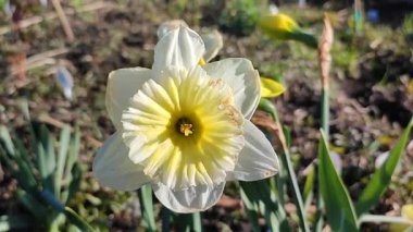 Çiçek açan narsisli çeşitli Ice Follies çeşitleri. Çiçek nergisleri, beyaz yaprak yaprakları ve yeşil yaprak ile güneşli bir bahar sabahı toprakta büyüyor. Seçim çiçekleri