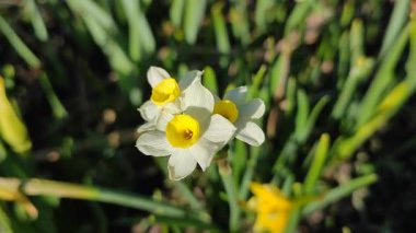 Narcissus. Güzel çiçek narsisleri. Bir sürü sarı beyaz taç yapraklı narsisli çiçek, yakın plan. Çiçek açan nergis çiçeği ve yeşil yapraklar bahar sabahı toprakta büyüyor.