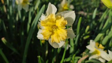 Narcissus. Güzel çiçek narsisleri. Bir sürü sarı beyaz taç yapraklı narsisli çiçek, yakın plan. Çiçek açan nergis çiçeği ve yeşil yapraklar bahar sabahı toprakta büyüyor.