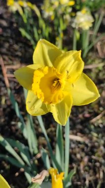 Narcissus. Güzel çiçek narsisleri. Çiçek açan narsisli sarı taç yapraklı yakın plan. Çiçek açan yeşil yapraklı nergis bahar sabahı dikey