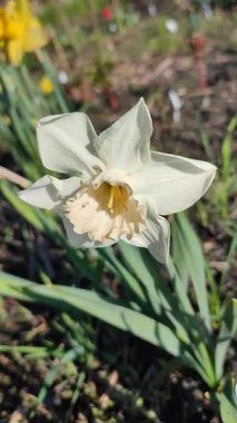 Narcissus. Güzel çiçek narsisleri. Bir sürü pembe beyaz taç yaprağı olan narsisli çiçek. Çiçek açan yeşil yapraklı nergis bahar sabahı dikey