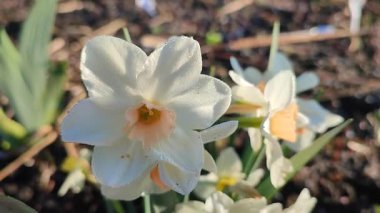 Çiçek açan güzel nergis çiçeği. Beyaz ve pembe yapraklı narsist çiçekleri sabah çiğ damlacıklarıyla kaplıyor. Baharın güneşli bir sabahında çiçek açan güzel bir çiçek. Doğa