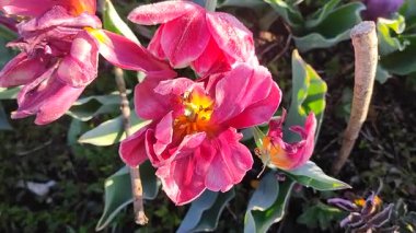 Güzel, çiçek açan lale yakın plan. Güneşli bir bahar sabahında pembe taç yaprakları ve don ile çiçek açan lale çiçeği. Çiçek açan çiçek açan lale toprakta büyüyor. Kar buzuyla kaplı yapraklar.