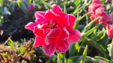 Güzel, çiçek açan lale yakın plan. Güneşli bir bahar sabahında pembe taç yaprakları ve don ile çiçek açan lale çiçeği. Çiçek açan çiçek açan lale toprakta büyüyor. Kar buzuyla kaplı yapraklar.