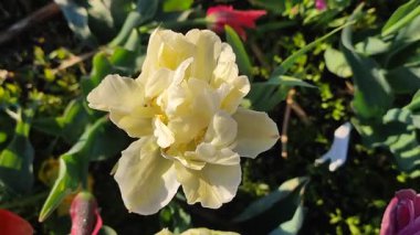 Çiçek açan güzel lale çiçeği. Çiçek açan lale çiçeği, sabah çiğ damlalarıyla birlikte. Baharın güneşli sabahında açan güzel çiçek. Doğa. Doğal arkaplan