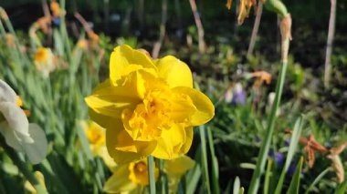Narcissus. Güzel çiçek narsisleri. Çiçek açan narsisli sarı taç yapraklı yakın plan. Çiçek açan nergis çiçeği ve yeşil yapraklar bahar sabahı toprakta büyüyor.