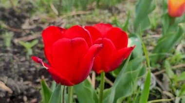 Lale yakın çekim. Güzel açan lale çiçeği. Çiçek açan lale çiçeği. İlkbahar sabahı kızıl yapraklı. Çiçek açan kırmızı lale çiçeği tomurcuklanıyor. Doğal arkaplan