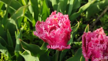 Lale yakın çekim. Çiçek açan lale çiçeği. Bahar güneşli sabahında çiçek açan lale çiçeği ve pembe yaprak kabuğu. Çiçek açan pembe lale çiçeği tomurcuklanıyor. Doğal arkaplan