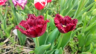Lale. Güzel açan lale çiçeği. Çiçek açan lale çiçeği. İlkbahar sabahı kızıl yapraklı. Çiçek açan burgundy lale çiçeğinin tomurcuklanması. Doğal arkaplan