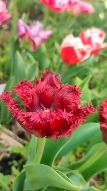 Lale. Güzel açan lale çiçeği. Çiçek açan lale çiçeği. İlkbahar sabahı kızıl yapraklı. Çiçek açan burgundy lale çiçeğinin büyüyen zemin doğal arka plan dikey