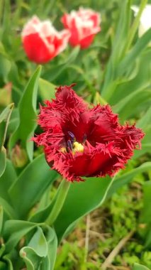 Lale. Güzel açan lale çiçeği. Çiçek açan lale çiçeği. İlkbahar sabahı kızıl yapraklı. Çiçek açan burgundy lale çiçeğinin büyüyen zemin doğal arka plan dikey