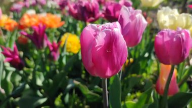 Güzel, çiçek açan lale türü. Yakın çekim. Büyüyen lale çiçeği, arka planda kırmızı pembe taç yaprakları olan, güneşli bahar gününde, rengarenk çiçekler açan. Doğa. Doğal arkaplan