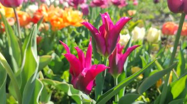 Güzel, çiçek açan lale türü. Yakın çekim. Büyüyen lale çiçeği, arka planda kırmızı pembe taç yaprakları olan, güneşli bahar gününde, rengarenk çiçekler açan. Doğa. Doğal arkaplan