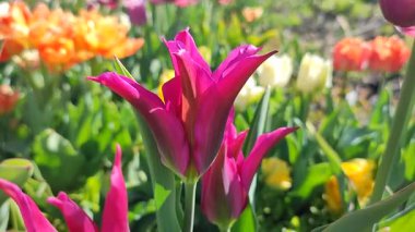 Güzel, çiçek açan lale türü. Yakın çekim. Büyüyen lale çiçeği, arka planda kırmızı pembe taç yaprakları olan, güneşli bahar gününde, rengarenk çiçekler açan. Doğa. Doğal arkaplan