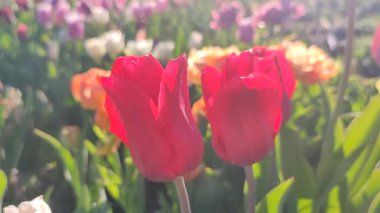 Güzel, çiçek açan lale türü. Yakın çekim. Arka planda kırmızı pembe taç yaprakları olan büyüyen lale çiçeği güneşli bahar gününde çok renkli çiçekleri bulanıklaştırdı. Güneş ışığı. Doğal arkaplan