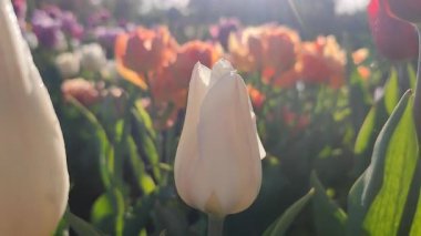 Güzel, çiçek açan lale türü. Yakın çekim. Arka planda beyaz pembe taç yaprakları olan büyüyen lale çiçeği güneşli bahar gününde çok renkli çiçekleri bulanıklaştırdı. Güneş ışığı Doğal arkaplan