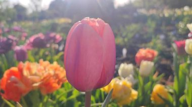 Güzel, çiçek açan lale türü. Yakın çekim. Arka planda pembe taç yaprakları olan büyüyen lale çiçeği güneşli bahar gününde çok renkli çiçekleri bulanıklaştırdı. Güneş ışığı Doğal arkaplan