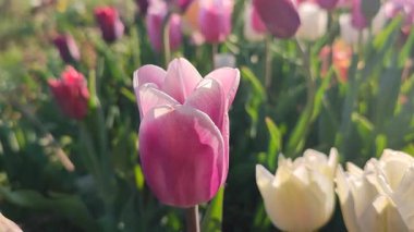 Güzel, çiçek açan lale türü. Yakın çekim. Büyüyen lale çiçeği. Arka planda mor yapraklar var. Güneşli bahar gününde çiçek açan bulanık renkte çiçekler. Doğa. Doğal arkaplan