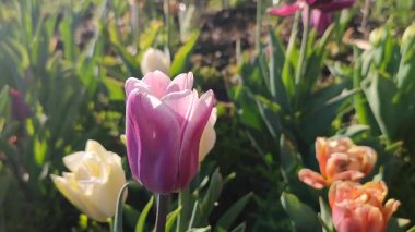 Güzel, çiçek açan lale türü. Yakın çekim. Büyüyen lale çiçeği. Arka planda mor yapraklar var. Güneşli bahar gününde çiçek açan bulanık renkte çiçekler. Doğa. Doğal arkaplan