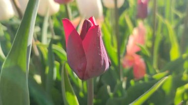 Güzel, çiçek açan lale türü. Yakın çekim. Arka planda kırmızı pembe taç yaprakları olan büyüyen lale çiçeği güneşli bahar gününde çok renkli çiçekleri bulanıklaştırdı. Güneş ışığı Doğal arkaplan