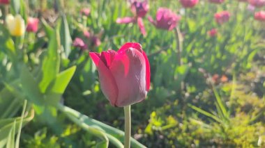 Güzel, çiçek açan lale türü. Yakın çekim. Arka planda kırmızı pembe taç yaprakları olan büyüyen lale çiçeği güneşli bahar gününde çok renkli çiçekleri bulanıklaştırdı. Güneş ışığı Doğal arkaplan