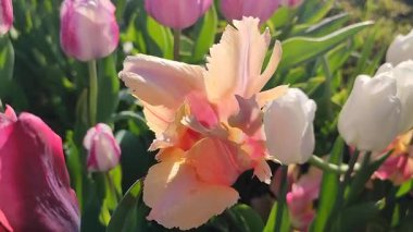 Güzel, çiçek açan lale türü. Yakın çekim. Büyüyen lale çiçeği, arka planda turuncu pembe taç yaprakları, güneşli bahar gününde bulanık çiçekler.