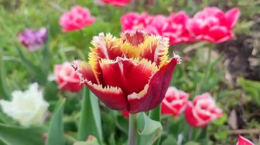 Güzel, çiçek açan lale türü. Yakın çekim. Arkaplanda kırmızı turuncu taç yapraklarıyla büyüyen çiçek, güneşli bahar gününde bulanık renkte çiçek açar. Doğa. Doğal arkaplan