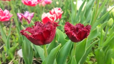 Güzel, çiçek açan lale türü. Yakın çekim. Güneşli bir bahar gününde, arka planda kırmızı bordo yaprakları olan, çiçek açan, çok renkli çiçekler. Doğa. Doğal arkaplan