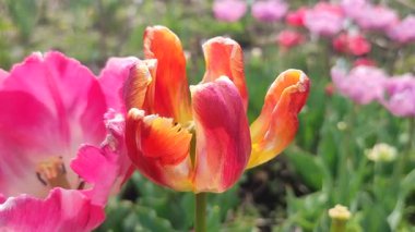 Güzel, çiçek açan lale türü. Yakın çekim. Arkaplanda kırmızı turuncu taç yapraklarıyla büyüyen çiçek, güneşli bahar gününde bulanık renkte çiçek açar. Doğa. Doğal arkaplan